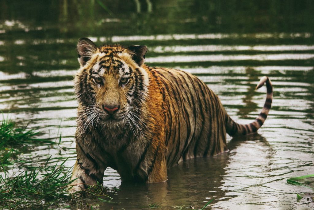 Tigre de Bengala nadando en los canales del Parque Nacional de los Sundarbans, India