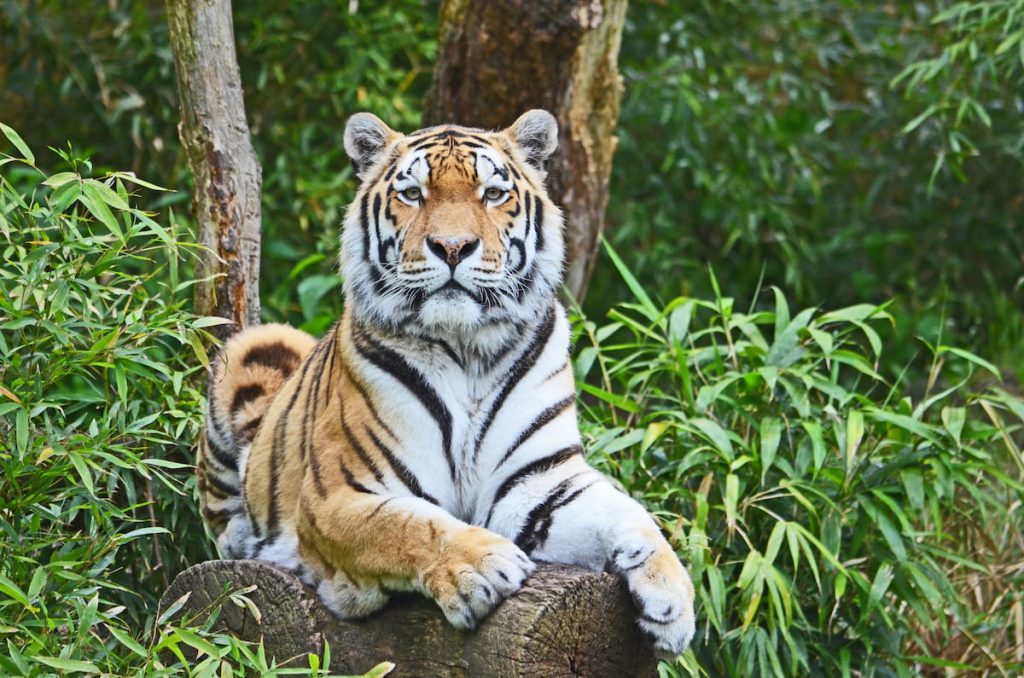 Tigre de Bengala en la densa vegetación del Parque Nacional de Kaziranga, India