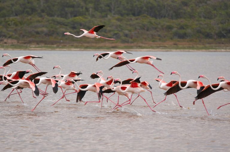 Marismas del Parque Nacional de Doñana con flamencos al atardecer