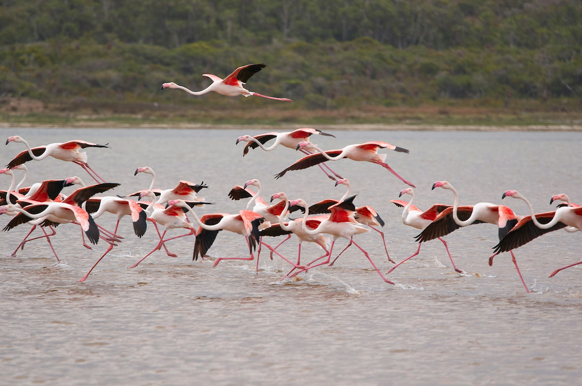 Marismas del Parque Nacional de Doñana con flamencos al atardecer