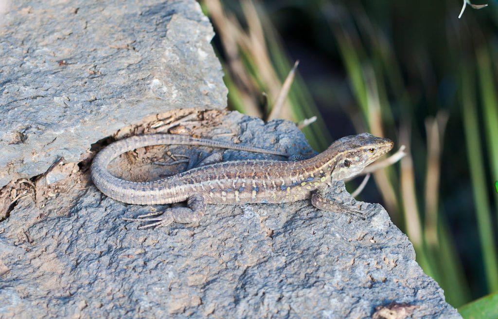 Lagarto tizón sobre roca volcánica en el Parque Nacional del Teide