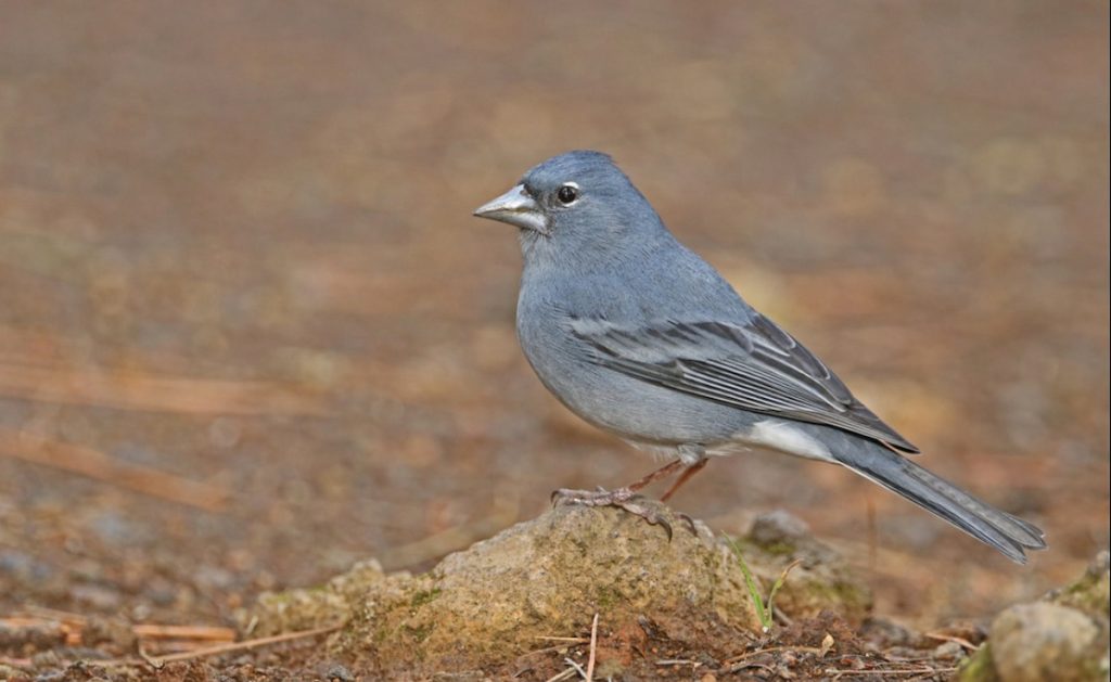 Pinzón azul del Teide posado en un pino canario