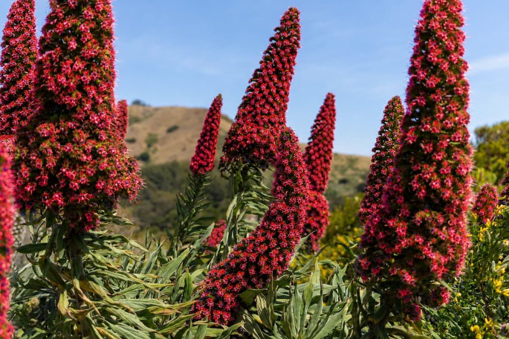 Tajinaste rojo en flor en Las Cañadas del Teide