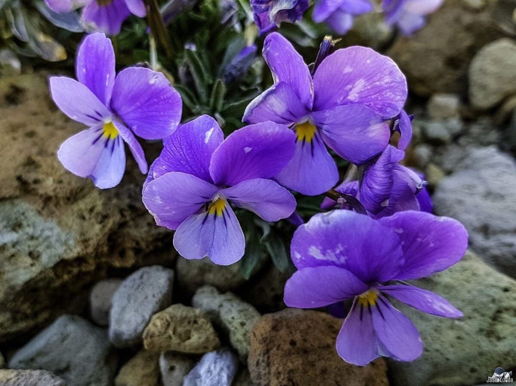 Violeta del Teide creciendo entre pedregales volcánicos a gran altitud